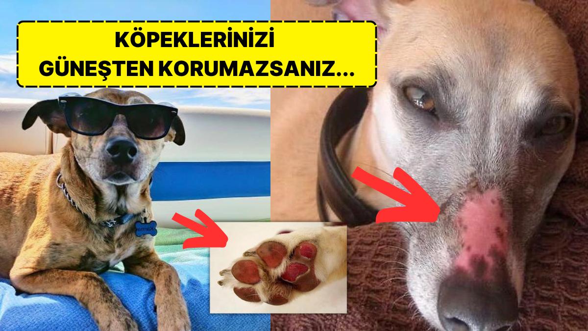 Güneş Yanıkları Patili Dostlarımız İçin Önemli Bir Risk Oluşturuyor: Köpekleri Güneşten Muhafazanın 7 Yolu