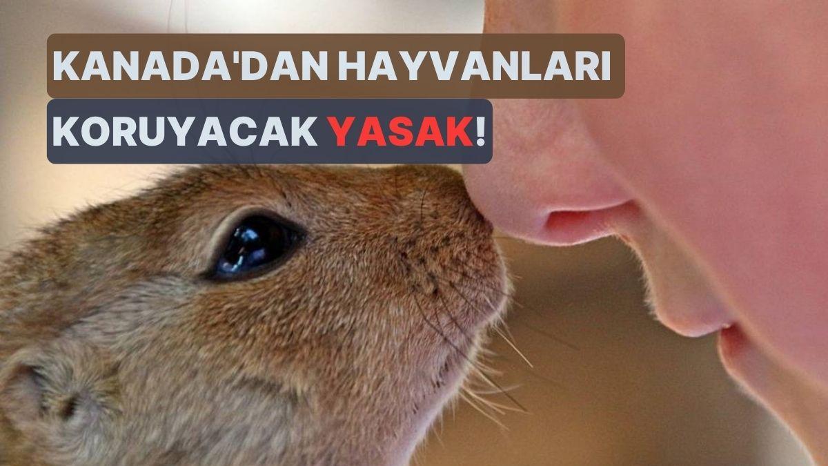 Kanada'da Kozmetik Eserlerinin Hayvanlar Üzerinde Test Edilmesi Yasaklandı