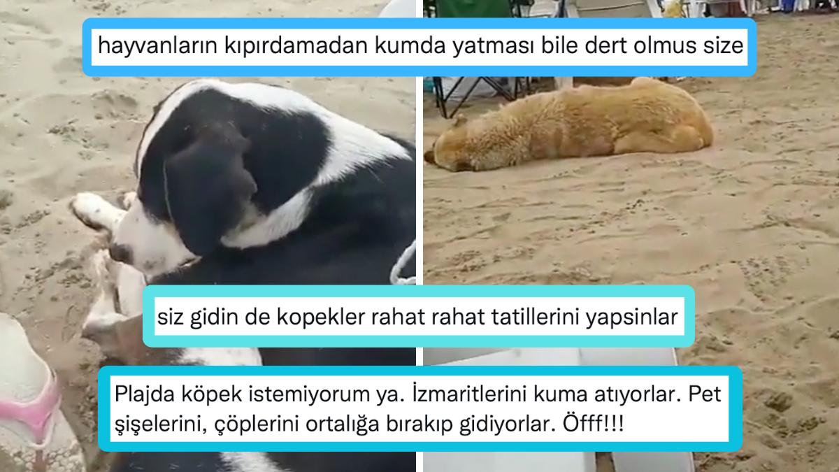 Kıyıda Başıboş Köpek İstemeyen ve Köpekleri Toplayın Davetinde Bulunan Kullanıcı Büyük Tartışma Yarattı!