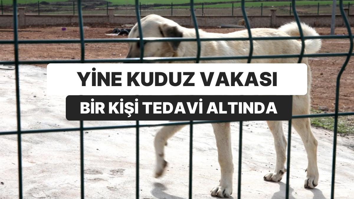 Tekrar Kuduz Olayı: Şanlıurfa’da Bir Kişi Tedavi Altında