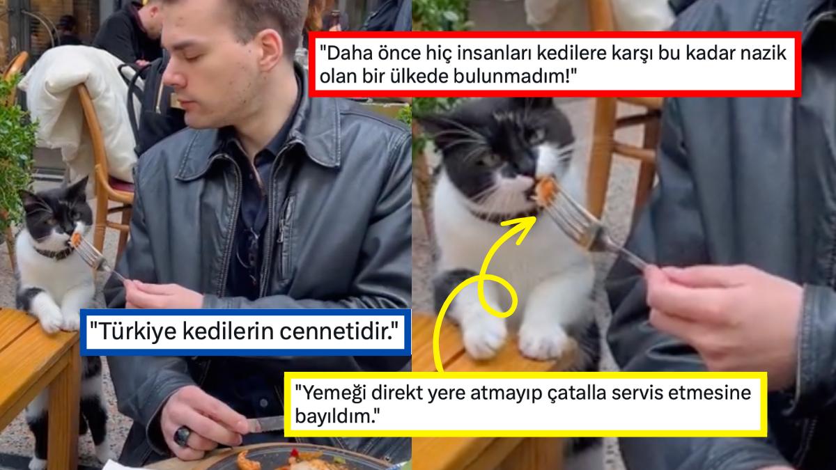 Yemeğine Ortak Olmaya Çalışan Dünyalar Tatlısı Kedinin Görüntüsünü Paylaşan Kullanıcı Herkese Tebessüm Ettirdi