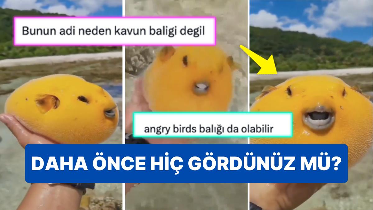 Altın Kirpi Balığının İsmi Beğenilmeyince Ortaya Birbirinden Tatlış İsimler Çıktı!