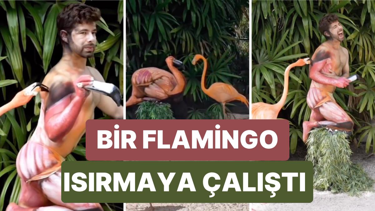 Bedenini Flamingo Biçiminde Boyayarak Flamingoların Ortasına Giren Modelin Gülümseten Anları