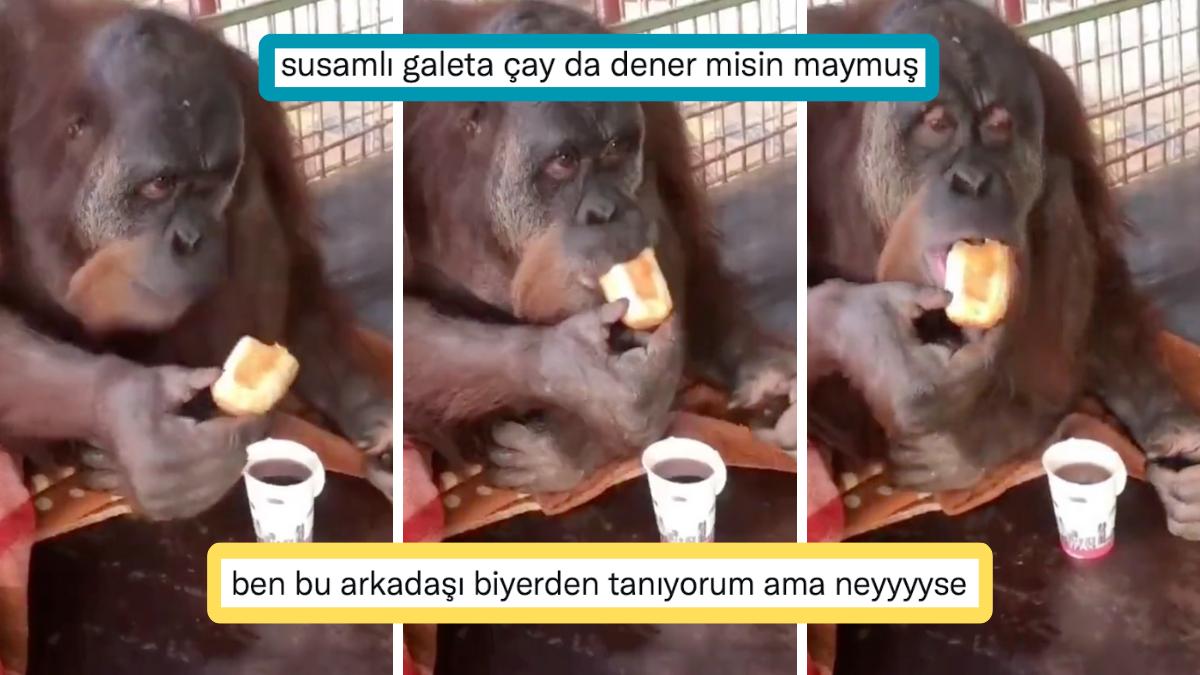 Kahvaltıda Ekmeği Çaya Banarak Yiyen Orangutan Yurdum İnsanına Tanıdık Geldi!