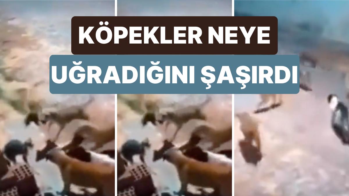 Köpekler Tarafından Etrafı Sarılan Arkadaşını Kurtarmak İçin Tek Başına 6 Köpeğe Birden Baş Tutan Kedi