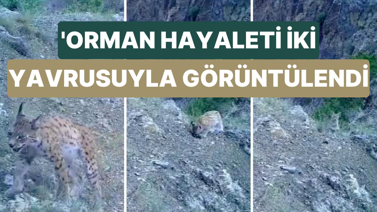 Müdafaa Altındaki Vaşak Çeşitlerinden Biri Olan 'Orman Hayaleti' İki Yavrusuyla Birlikte Görüntülendi