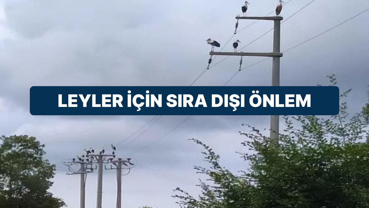 Leylekler İçin Kocaeli’nde Elektrik Tedbiri: Tüm Çizgisi Kestiler