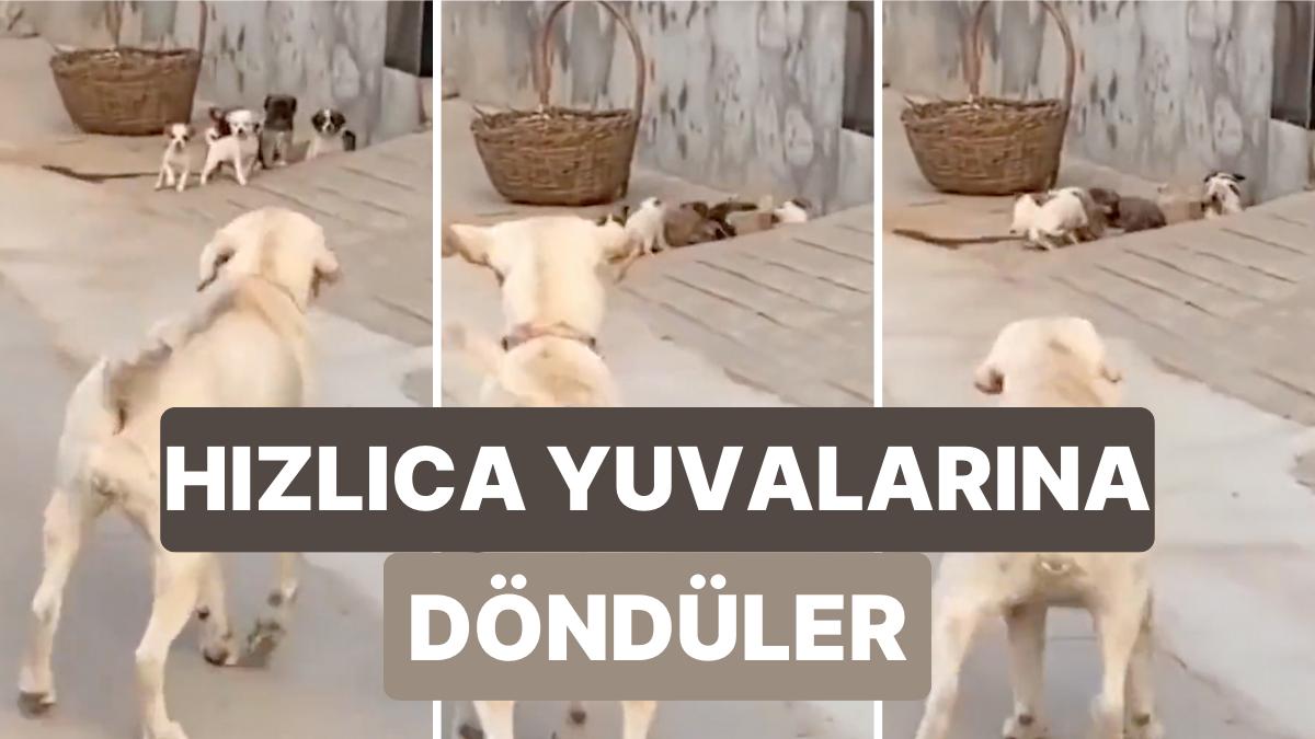 Yuvalarından Çıkan Yavru Köpeklerin Karşılarında Annelerini Görünce Süratlice Geri Döndüğü Çok Sempatik Anlar